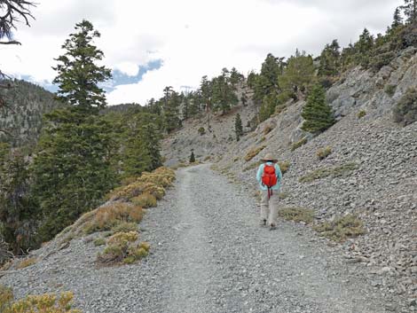 Bristlecone Trail