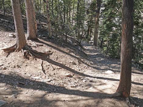 Bristlecone Trail