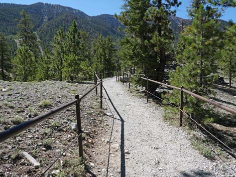 Bristlecone Trail