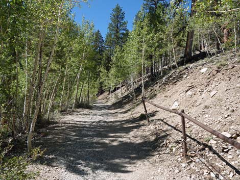 Bristlecone Trail