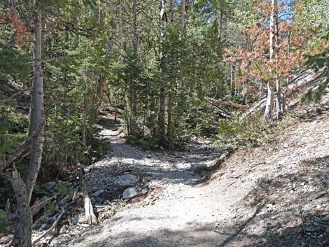 Bristlecone Trail