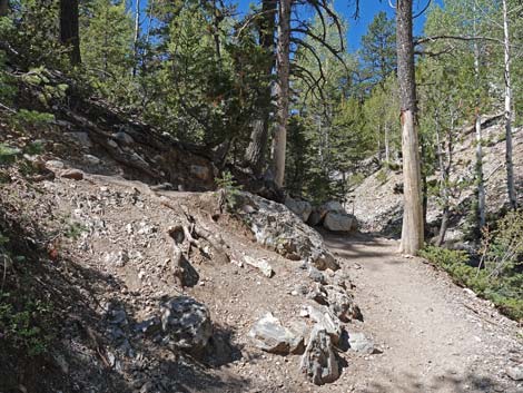 Bristlecone Trail