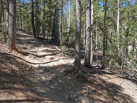 Bristlecone Trail