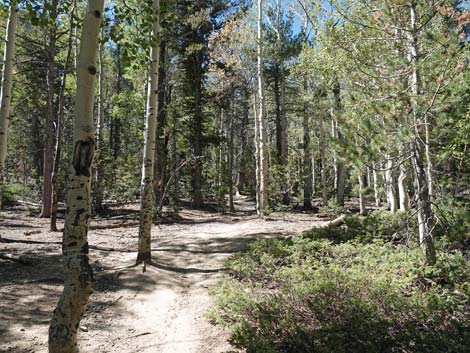 Bristlecone Trail