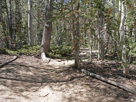 Bristlecone Trail