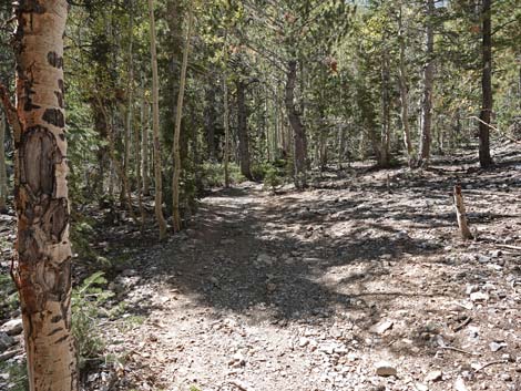 Bristlecone Trail