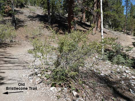 Bristlecone Trail