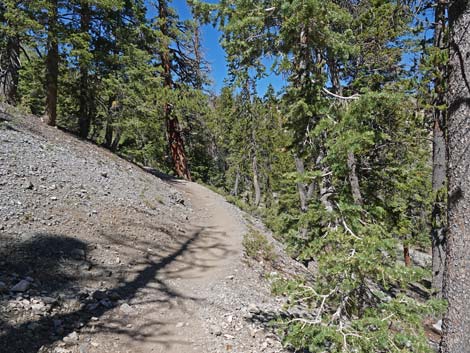 Bristlecone Trail