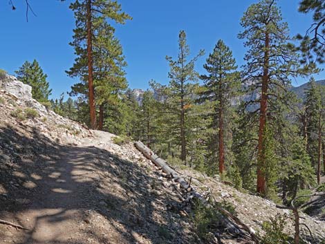 Bristlecone Trail