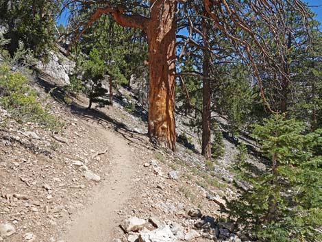 Bristlecone Trail