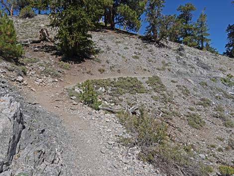 Bristlecone Trail