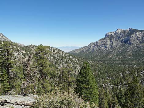 Bristlecone Trail