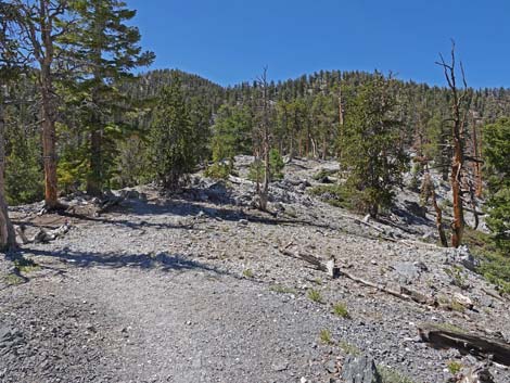 Bristlecone Trail