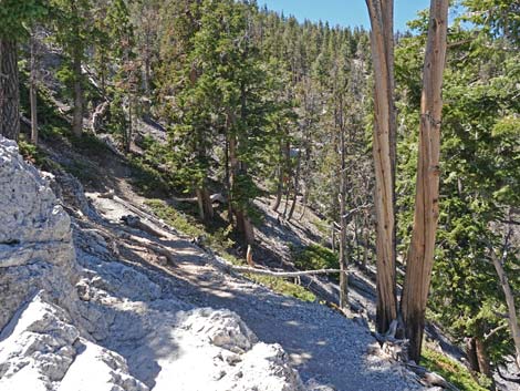 Bristlecone Trail