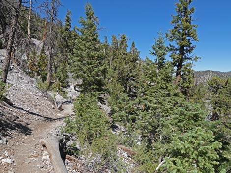 Bristlecone Trail