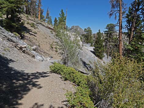 Bristlecone Trail