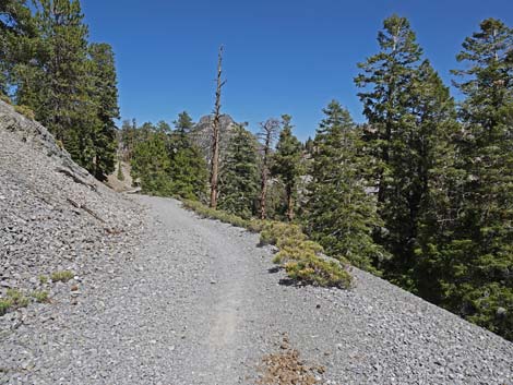 Bristlecone Trail