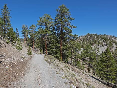 Bristlecone Trail