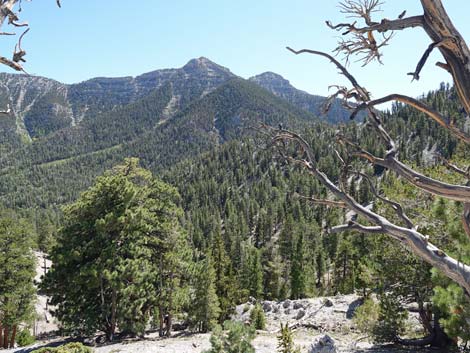 Bristlecone Trail