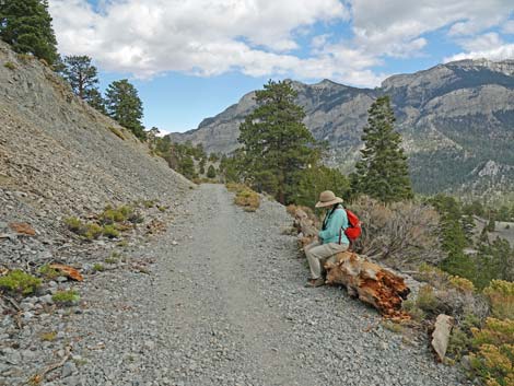 Bristlecone Trail