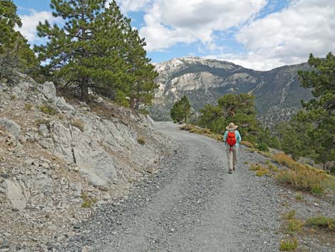 Bristlecone Trail