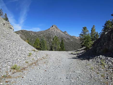 Bristlecone Trail