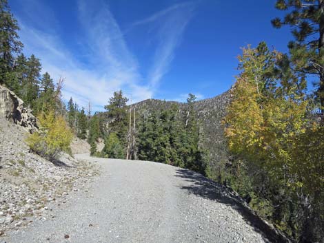 Bristlecone Trail