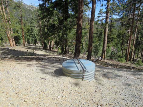 Bristlecone Trail