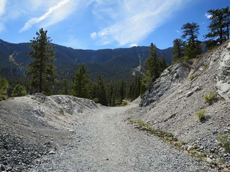 Bristlecone Trail