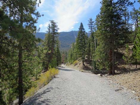 Bristlecone Trail