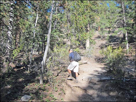 Bristlecone Trail