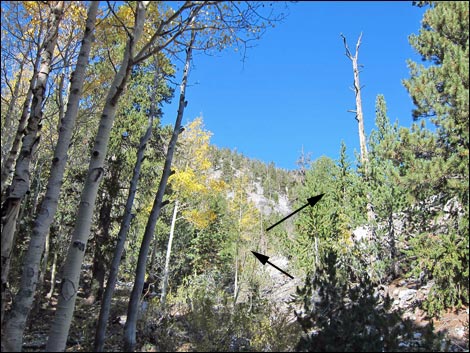 Old Bristlecone Trail