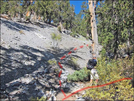 Old Bristlecone Trail