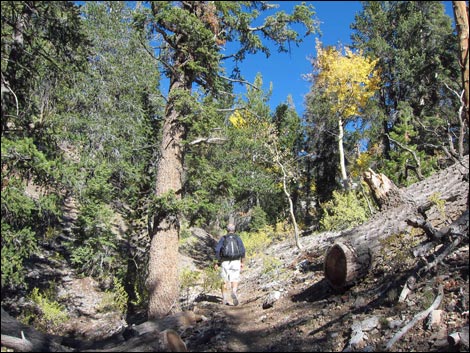 Old Bristlecone Trail