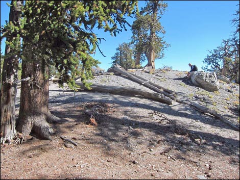 Old Bristlecone Trail