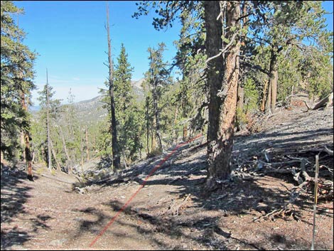 Old Bristlecone Trail