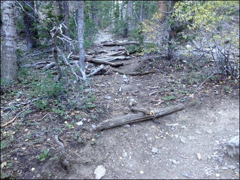 Old Bristlecone Trail