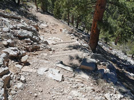 Cathedral Rock Trail