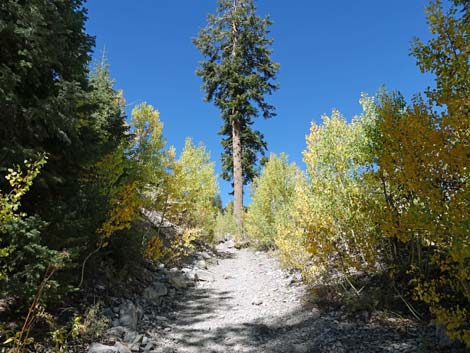 Cathedral Rock Trail