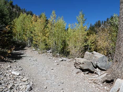 Cathedral Rock Trail