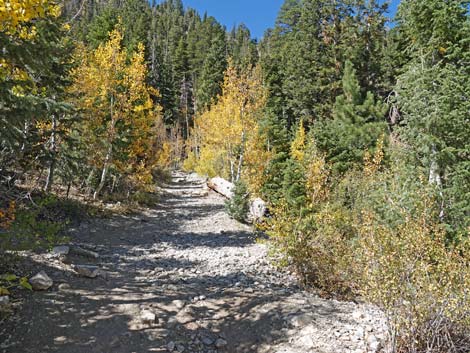 Cathedral Rock Trail