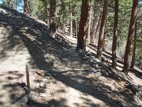 Cathedral Rock Trail