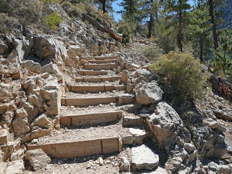 Cathedral Rock Trail