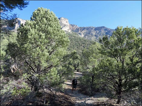 Eagle's Nest Loop Trail