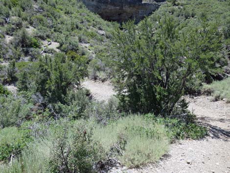 Escarpment Trail