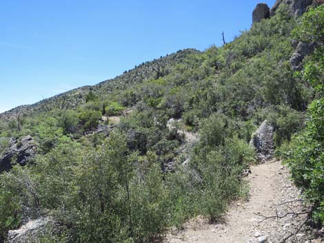 Escarpment Trail