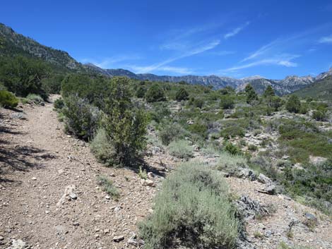 Escarpment Trail