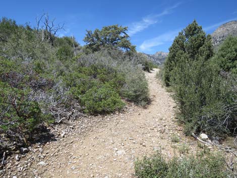 Escarpment Trail