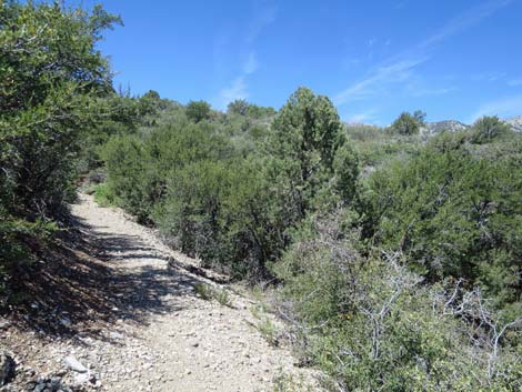 Escarpment Trail