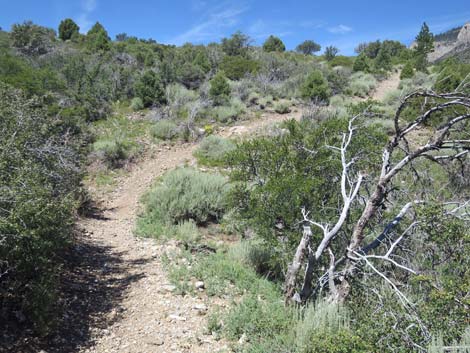 Escarpment Trail